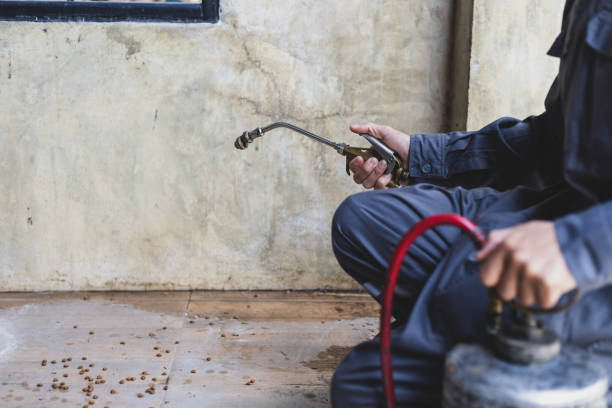 Best Affordable Pest Control Services  in Noel, MO